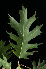 Attēlu rezultāti vaicājumam “Quercus rubra”