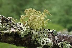 Attēlu rezultāti vaicājumam “Usnea hirta”