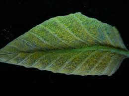 Attēlu rezultāti vaicājumam “Melampsoridium sp.”