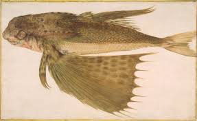 Image result for Dactylopterus volitans