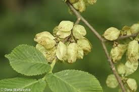 Attēlu rezultāti vaicājumam “Ulmus glabra fruit”