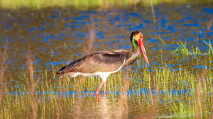 Attēlu rezultāti vaicājumam “Ciconia nigra adult”