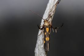 Attēlu rezultāti vaicājumam “Scythrididae”