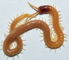 Attēlu rezultāti vaicājumam “Geophilidae”