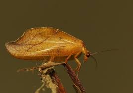 Attēlu rezultāti vaicājumam “Drepanepteryx phalaenoides”