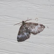 Attēlu rezultāti vaicājumam “Perizoma alchemilla”