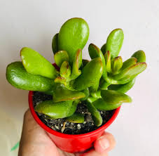 Image result for Crassula hobbit