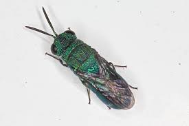 Attēlu rezultāti vaicājumam “Chrysididae”