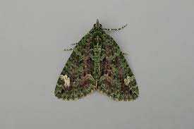 Attēlu rezultāti vaicājumam “Chloroclysta siterata”