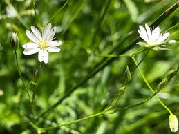 Attēlu rezultāti vaicājumam “Stellaria graminea flower”