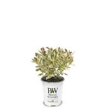 Image result for haaga tehron