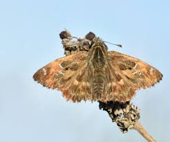 Attēlu rezultāti vaicājumam “Carcharodus floccifera upperside”