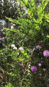 Image result for pohon semalu images