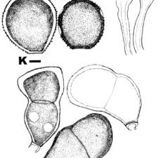 Attēlu rezultāti vaicājumam “Pucciniastrum areolatum”