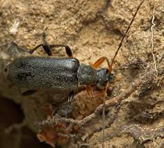 Attēlu rezultāti vaicājumam “Cortodera femorata”