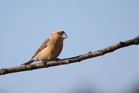 Attēlu rezultāti vaicājumam “Loxia pytyopsittacus male”