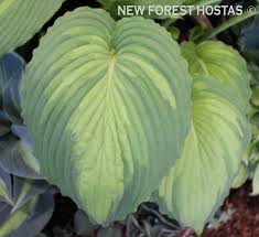 Image result for Hosta Warpaint