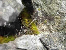 Attēlu rezultāti vaicājumam “Grimmia muehlenbeckii sporophyte”