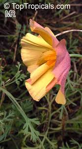 Attēlu rezultāti vaicājumam “Eschscholzia californica fruit”