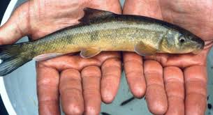 Image result for Mylopharodon conocephalus