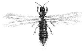 Attēlu rezultāti vaicājumam “Thysanoptera”