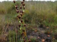 Attēlu rezultāti vaicājumam “Juncus alpinoarticulatus”