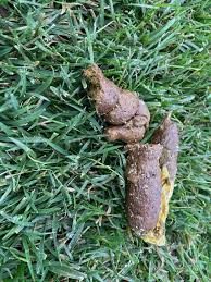 Image result for cestoda excrement dog