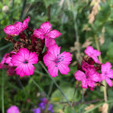Image result for Dianthus carthusianorum