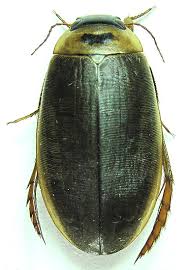 Attēlu rezultāti vaicājumam “Colymbetes striatus”