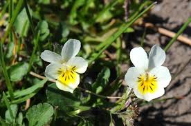 Attēlu rezultāti vaicājumam “Viola arvensis flower”
