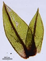 Attēlu rezultāti vaicājumam “Bryum pseudotriquetrum”