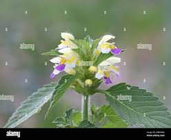 Attēlu rezultāti vaicājumam “Galeopsis speciosa”