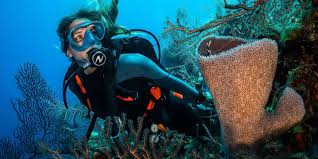 Image result for Dive Solutions, London