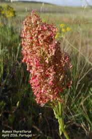 Attēlu rezultāti vaicājumam “Rumex thyrsiflorus”