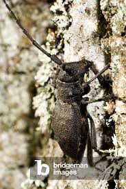 Attēlu rezultāti vaicājumam “Lamia textor”