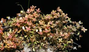 Attēlu rezultāti vaicājumam “Elatinaceae”