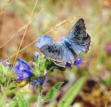 Attēlu rezultāti vaicājumam “Phengaris arion upperside”
