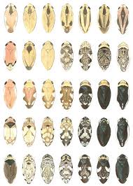 Attēlu rezultāti vaicājumam “Philaenus spumarius”