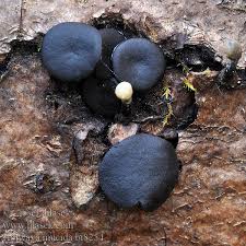 Attēlu rezultāti vaicājumam “Holwaya mucida”