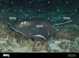 Image result for Dasyatis chrysonota