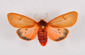 Attēlu rezultāti vaicājumam “Phragmatobia fuliginosa”