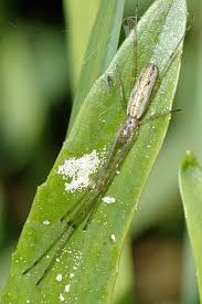 Attēlu rezultāti vaicājumam “Tetragnatha montana”