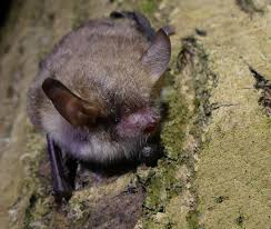 Attēlu rezultāti vaicājumam “Myotis nattereri”
