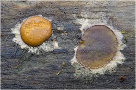 Attēlu rezultāti vaicājumam “Dictydiaethalium plumbeum”