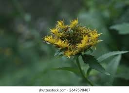 Attēlu rezultāti vaicājumam “Sedum aizoon”