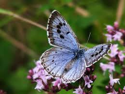 Attēlu rezultāti vaicājumam “Phengaris arion”