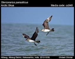 Attēlu rezultāti vaicājumam “Stercorarius parasiticus”