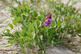 Attēlu rezultāti vaicājumam “Lathyrus japonicus subsp. maritimus fruit”