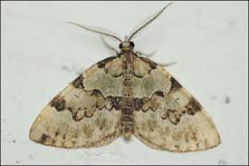 Attēlu rezultāti vaicājumam “Colostygia pectinataria”