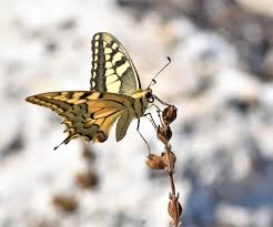 Attēlu rezultāti vaicājumam “Papilio machaon upperside”